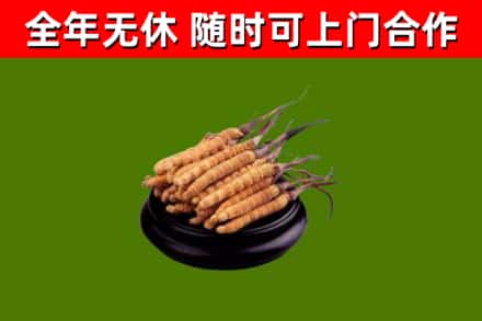 丰林县回收冬虫夏草